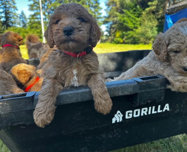 Standard Poodle Puppies media 8