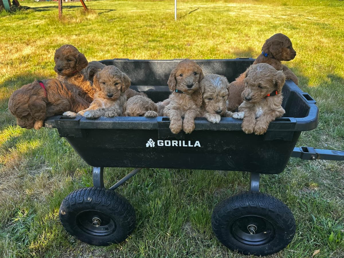 Standard Poodle Puppies breeder image 3