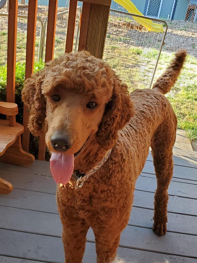 Standard Poodle Puppies media 10