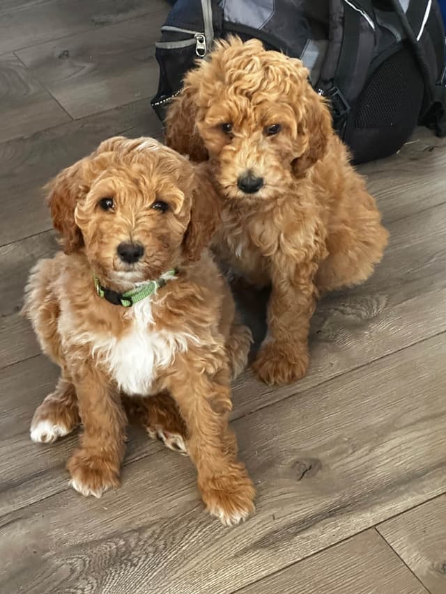 Standard Poodle Puppies media 11