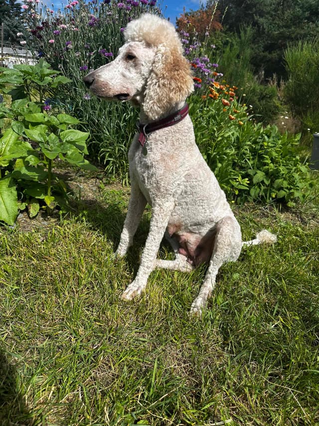 Standard Poodle Puppies media 12