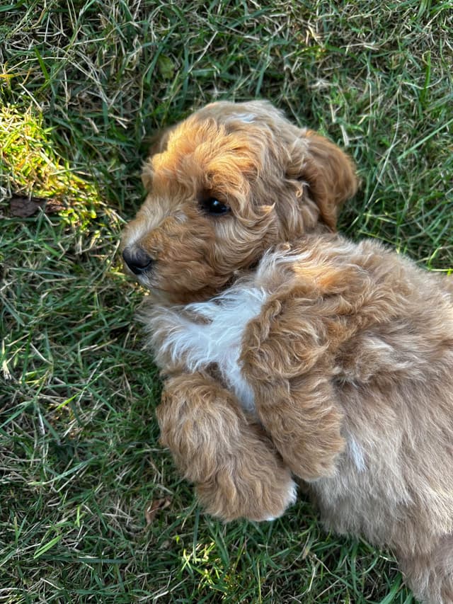 Standard Poodle Puppies media 13