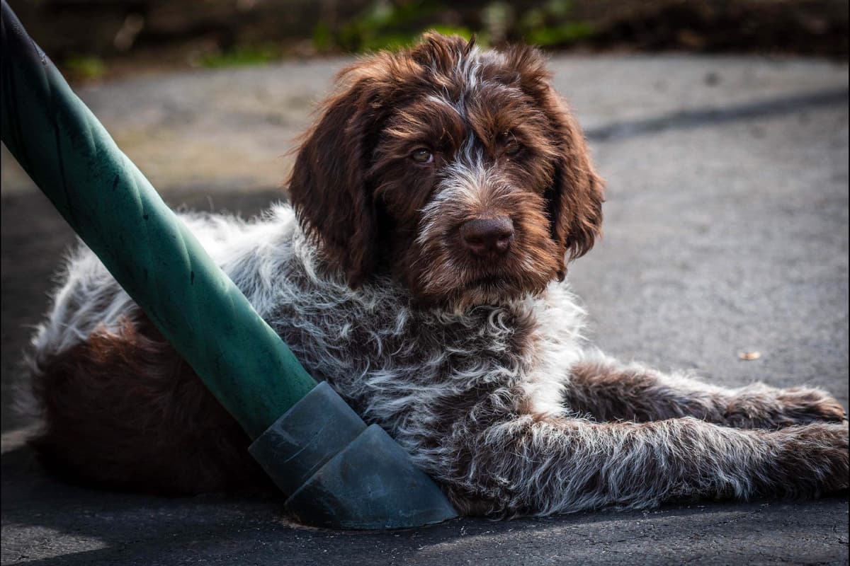 German Wirehaired Pointer Puppies breeder image 1