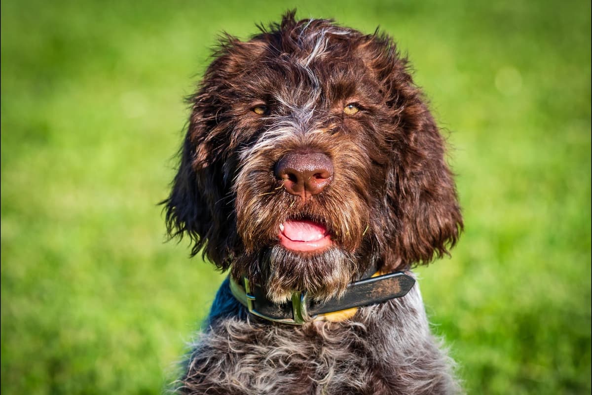 German Wirehaired Pointer Puppies breeder image 2