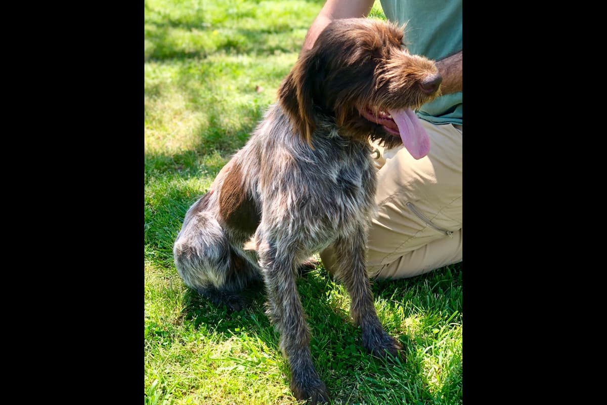 German Wirehaired Pointer Puppies breeder image 3