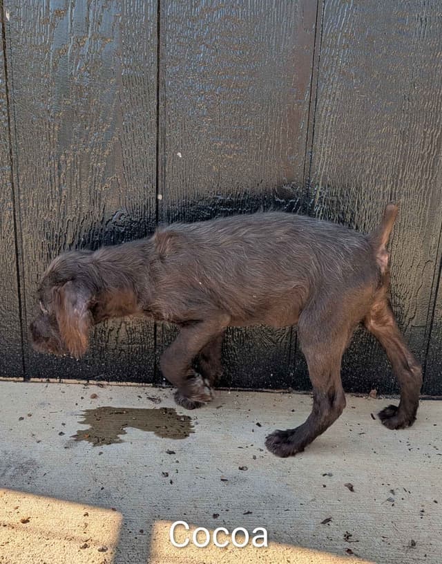 German Wirehaired Pointer Puppies media 6
