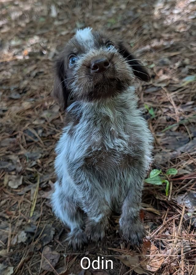 German Wirehaired Pointer Puppies media 3