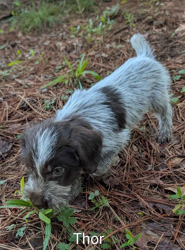 German Wirehaired Pointer Puppies media 2
