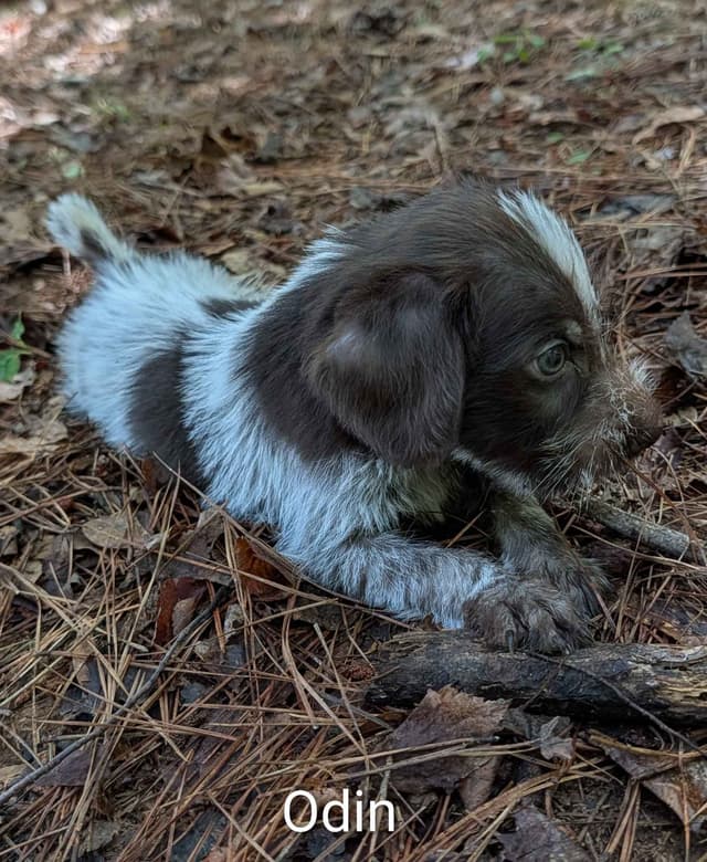 German Wirehaired Pointer Puppies media 4