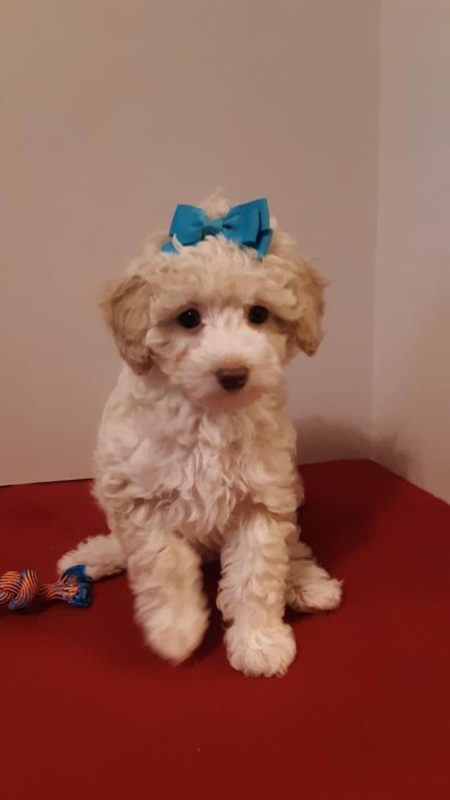 Beautiful Small Miniature Poodle Puppies media 5