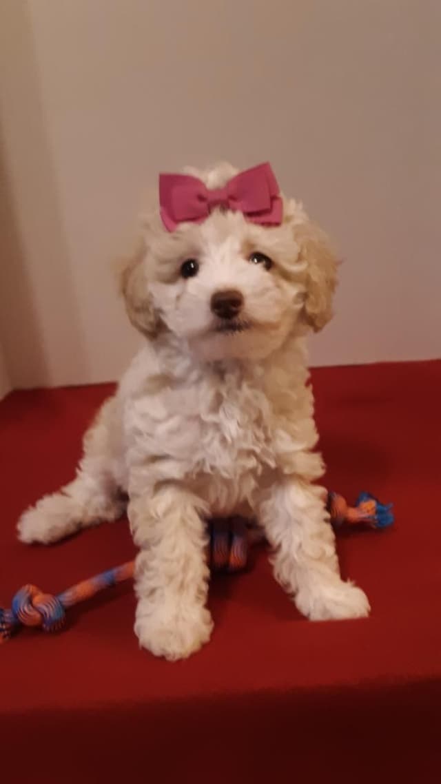 Beautiful Small Miniature Poodle Puppies media 6