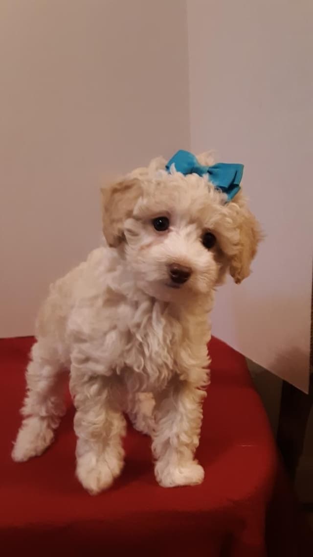 Beautiful Small Miniature Poodle Puppies media 7