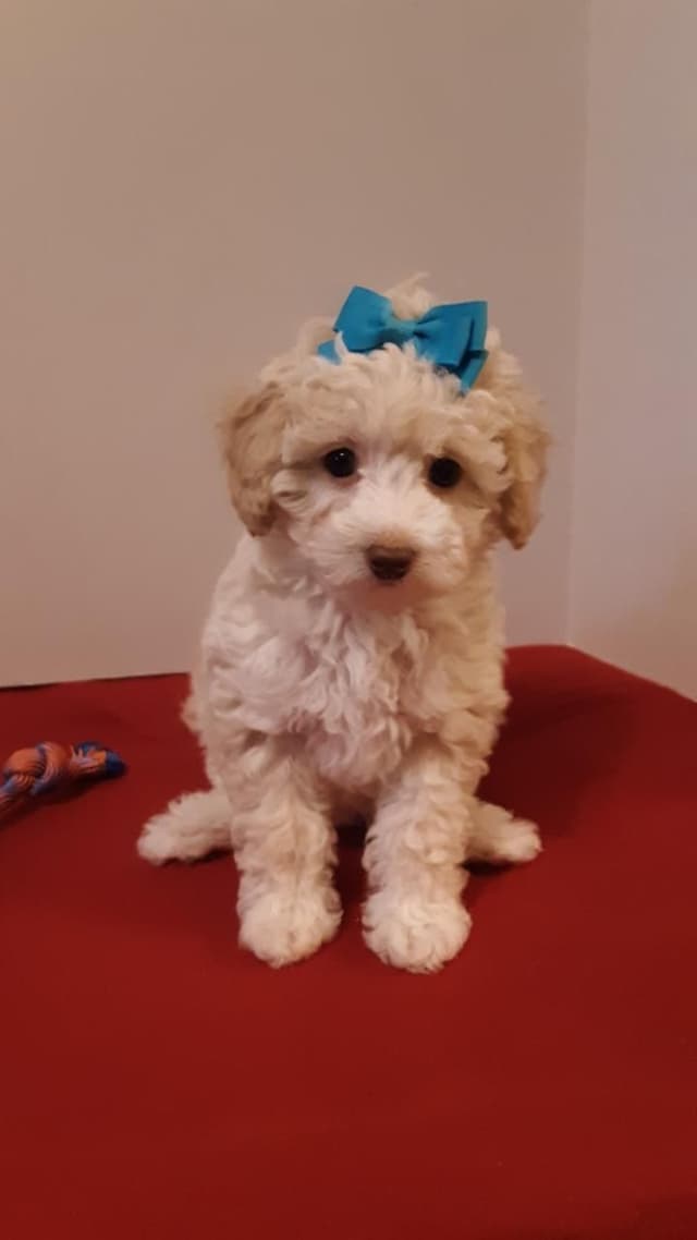 Beautiful Small Miniature Poodle Puppies media 4
