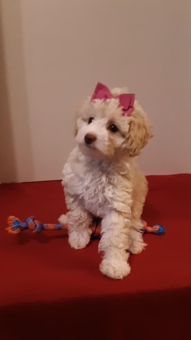 Beautiful Small Miniature Poodle Puppies media 2