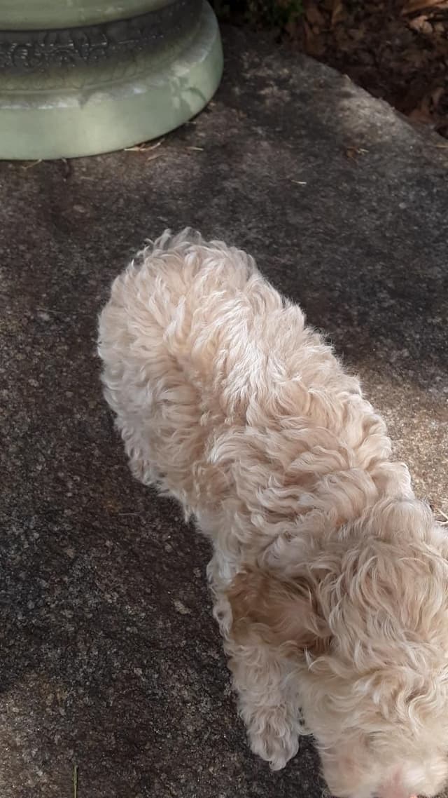Beautiful Small Miniature Poodle Puppies media 8