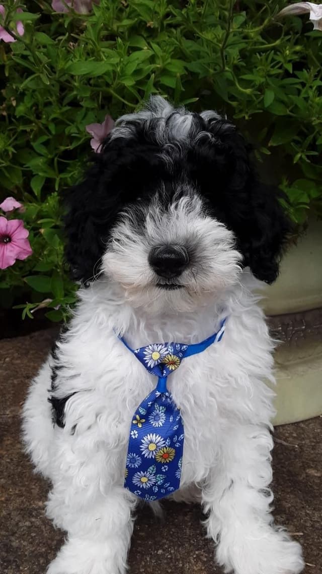 Beautiful Small Miniature Poodle Puppies media 11