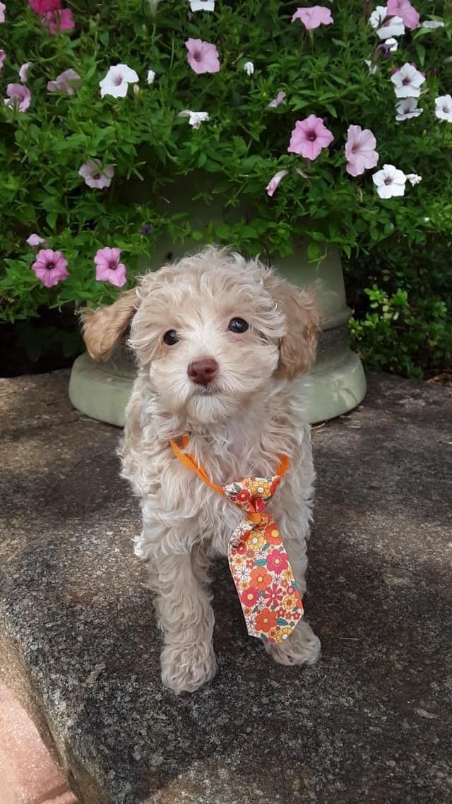 Beautiful Small Miniature Poodle Puppies media 10