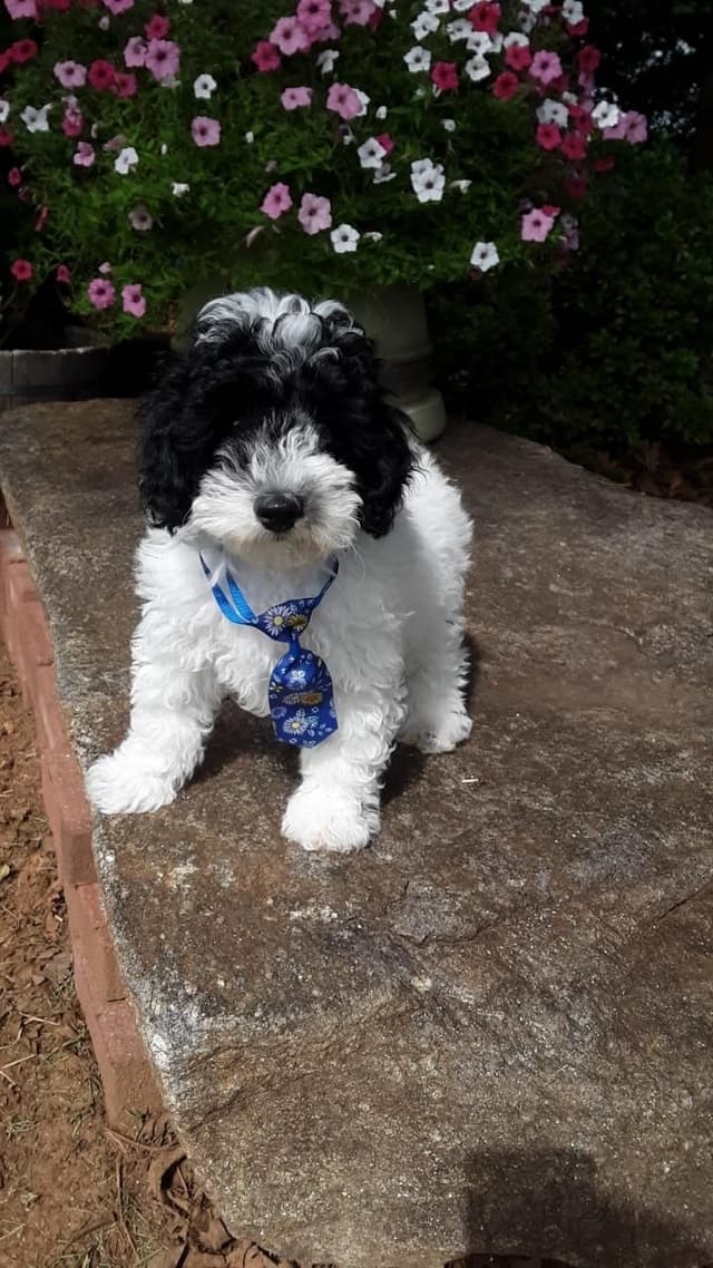 Beautiful Small Miniature Poodle Puppies media 12