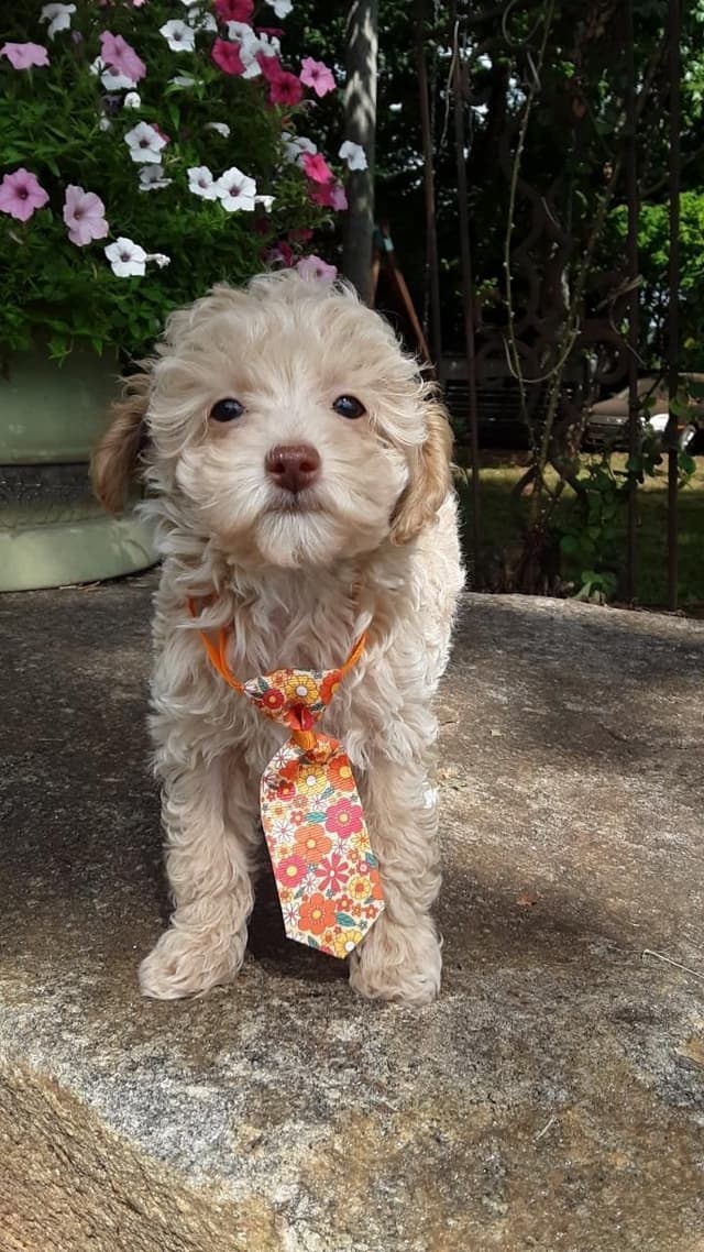 Beautiful Small Miniature Poodle Puppies media 14