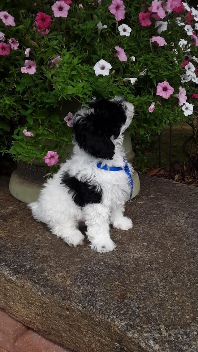 Beautiful Small Miniature Poodle Puppies media 15