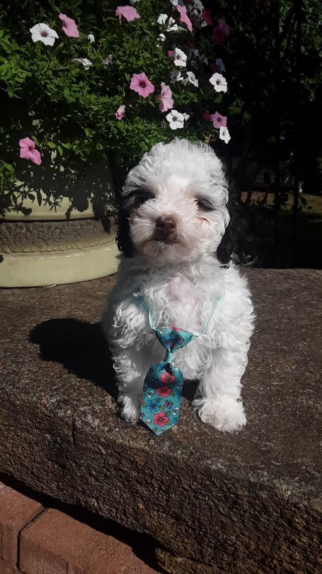 Beautiful Small Miniature Poodle Puppies media 16