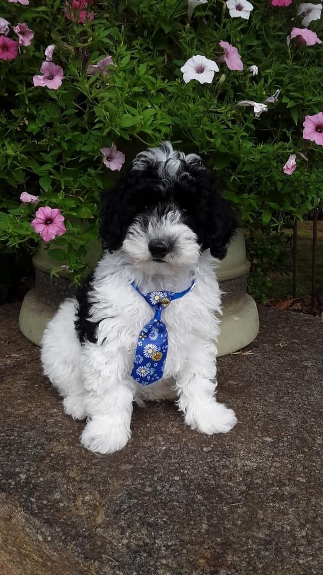 Beautiful Small Miniature Poodle Puppies media 3