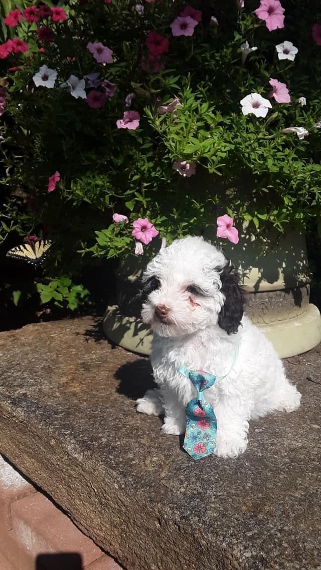 Beautiful Small Miniature Poodle Puppies media 17