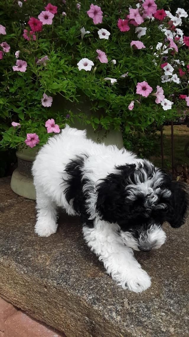 Beautiful Small Miniature Poodle Puppies media 19