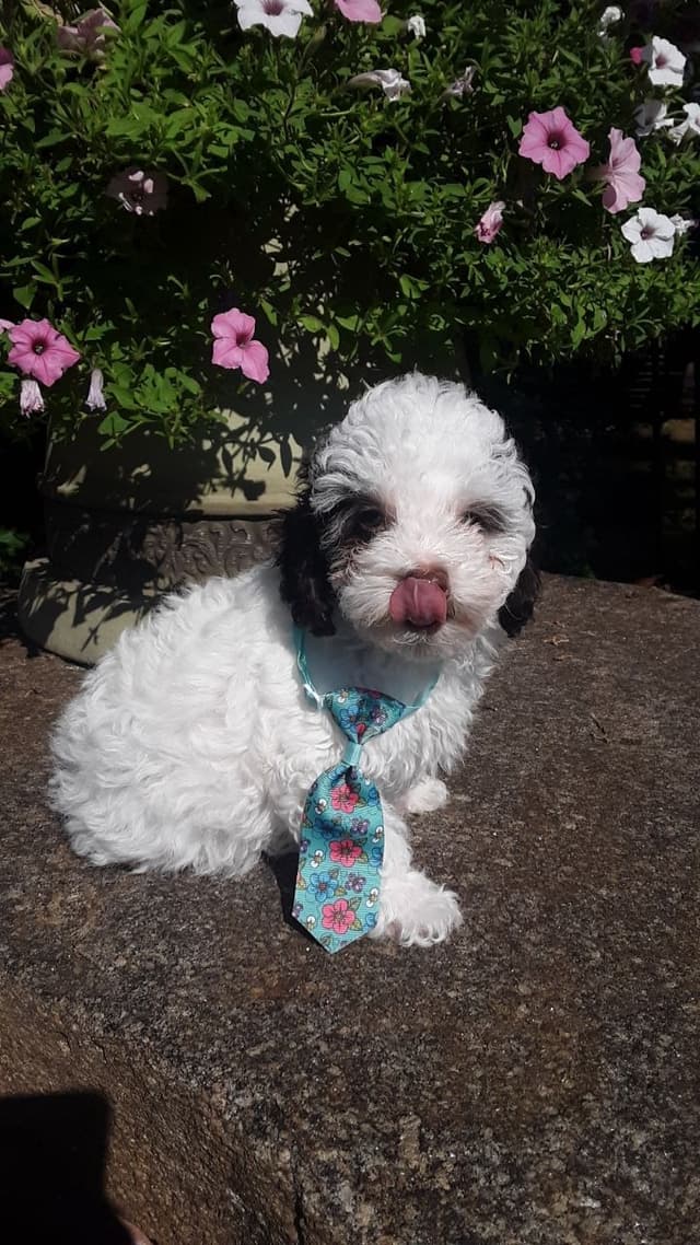 Beautiful Small Miniature Poodle Puppies media 18