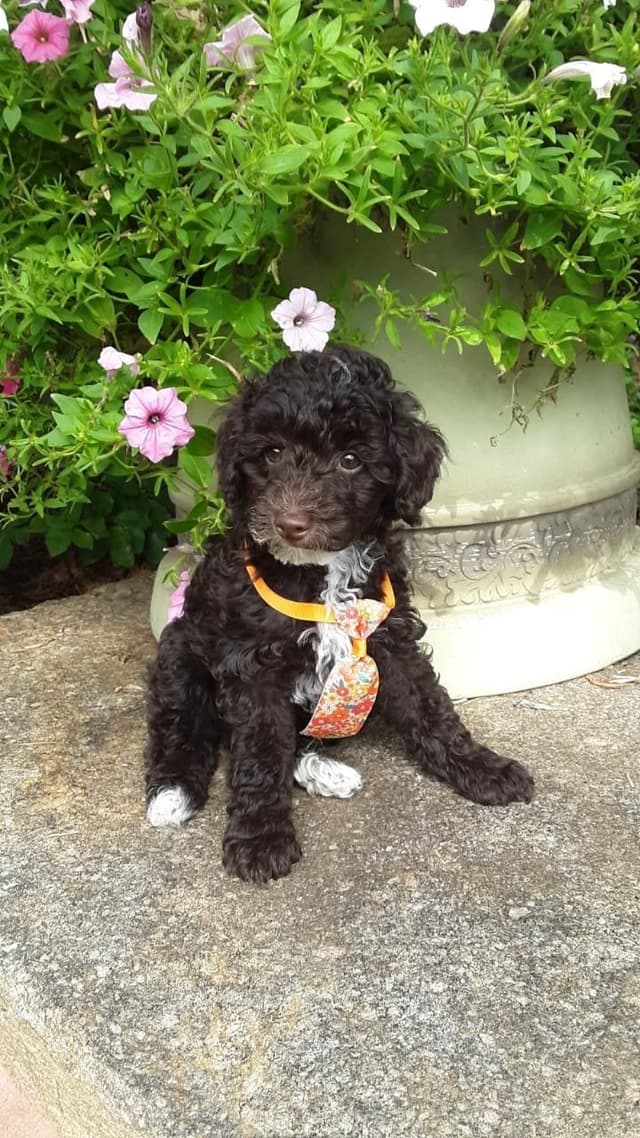 Beautiful Small Miniature Poodle Puppies media 21