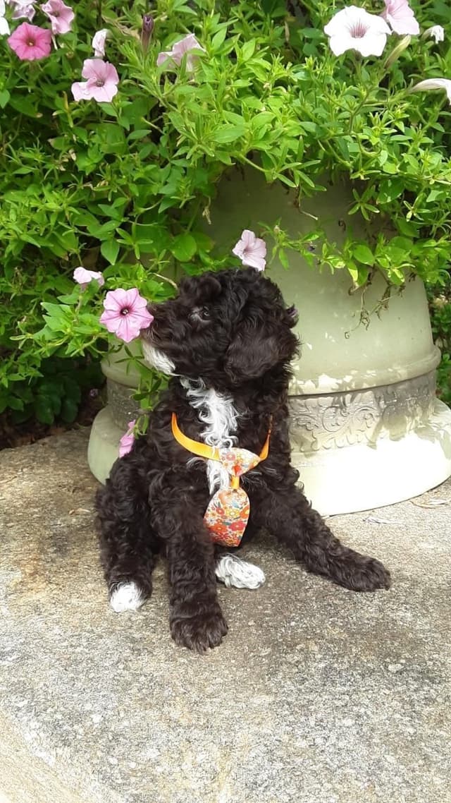 Beautiful Small Miniature Poodle Puppies media 22