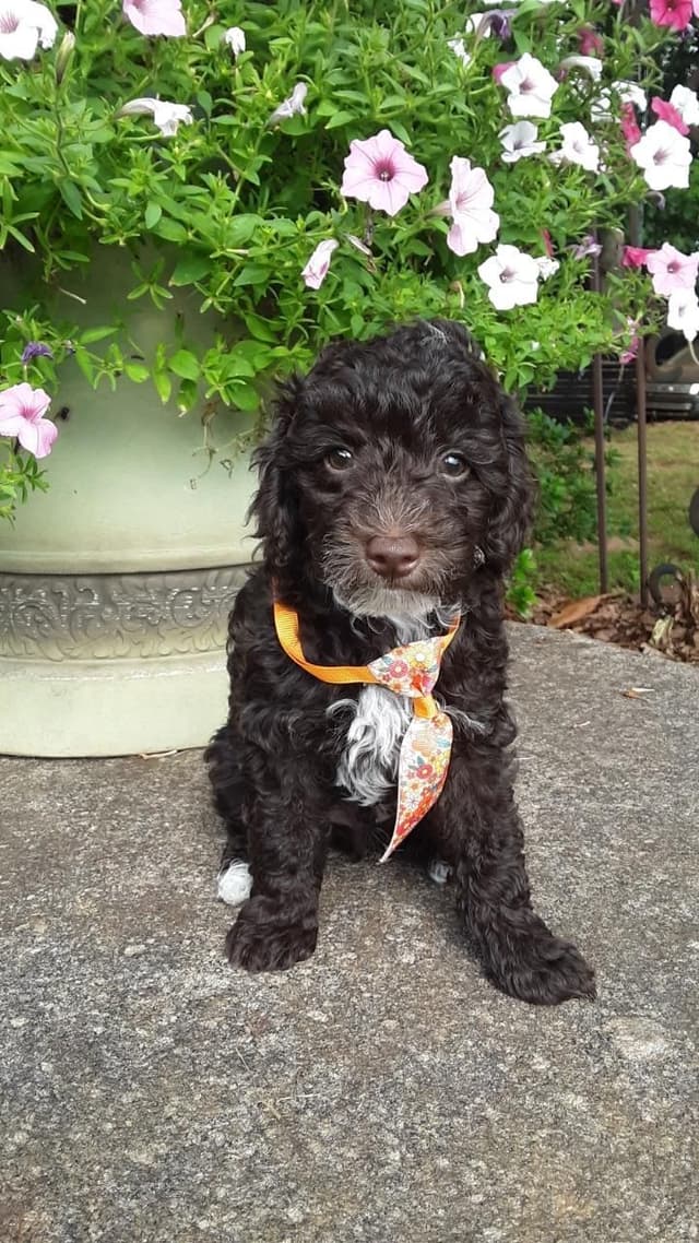 Beautiful Small Miniature Poodle Puppies media 23