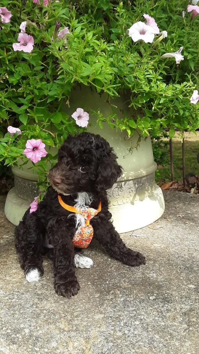 Beautiful Small Miniature Poodle Puppies media 24