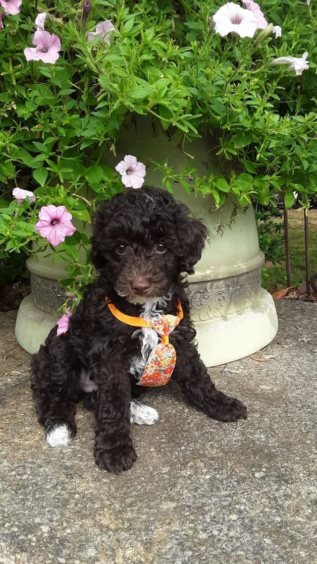 Beautiful Small Miniature Poodle Puppies media 25