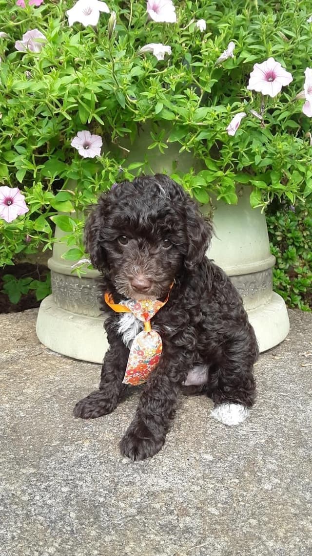 Beautiful Small Miniature Poodle Puppies media 26