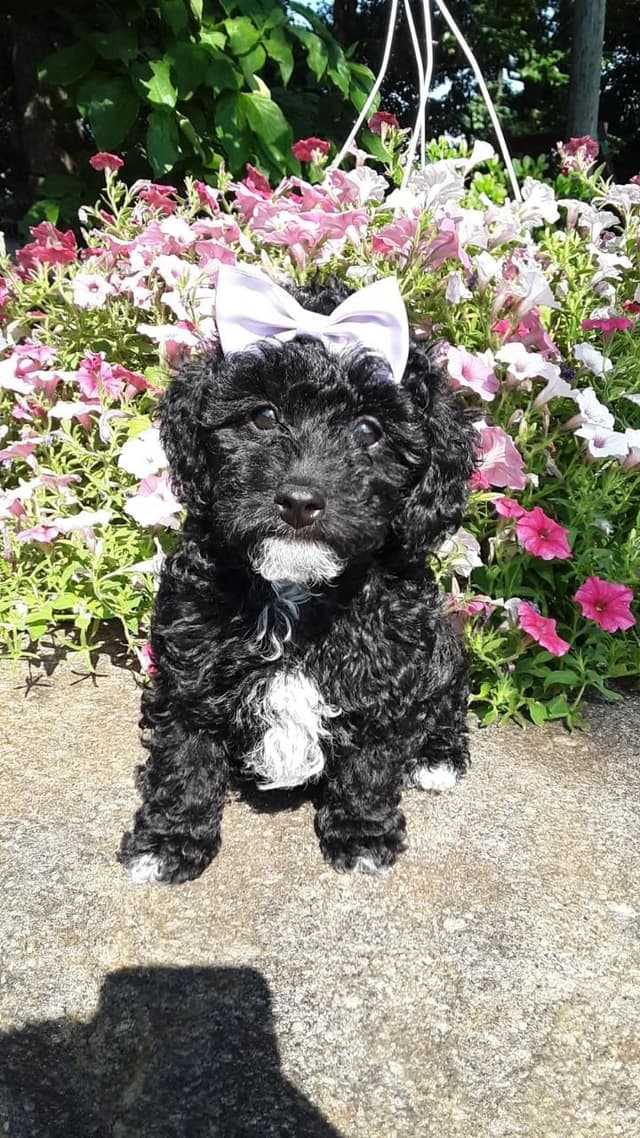 Beautiful Small Miniature Poodle Puppies media 27