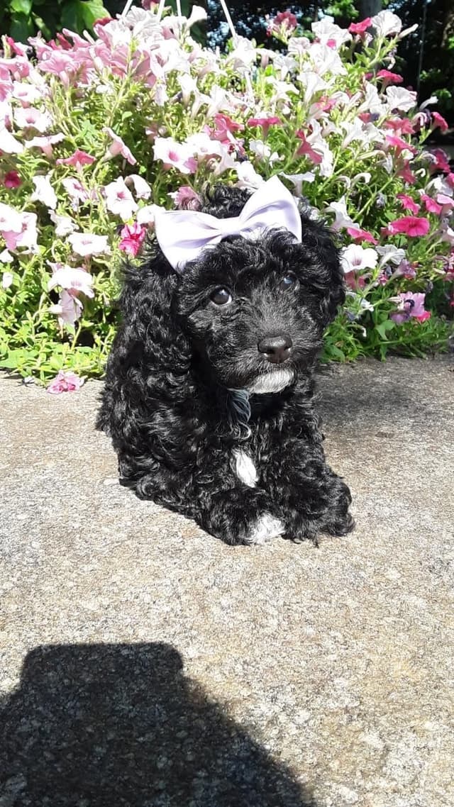 Beautiful Small Miniature Poodle Puppies media 28