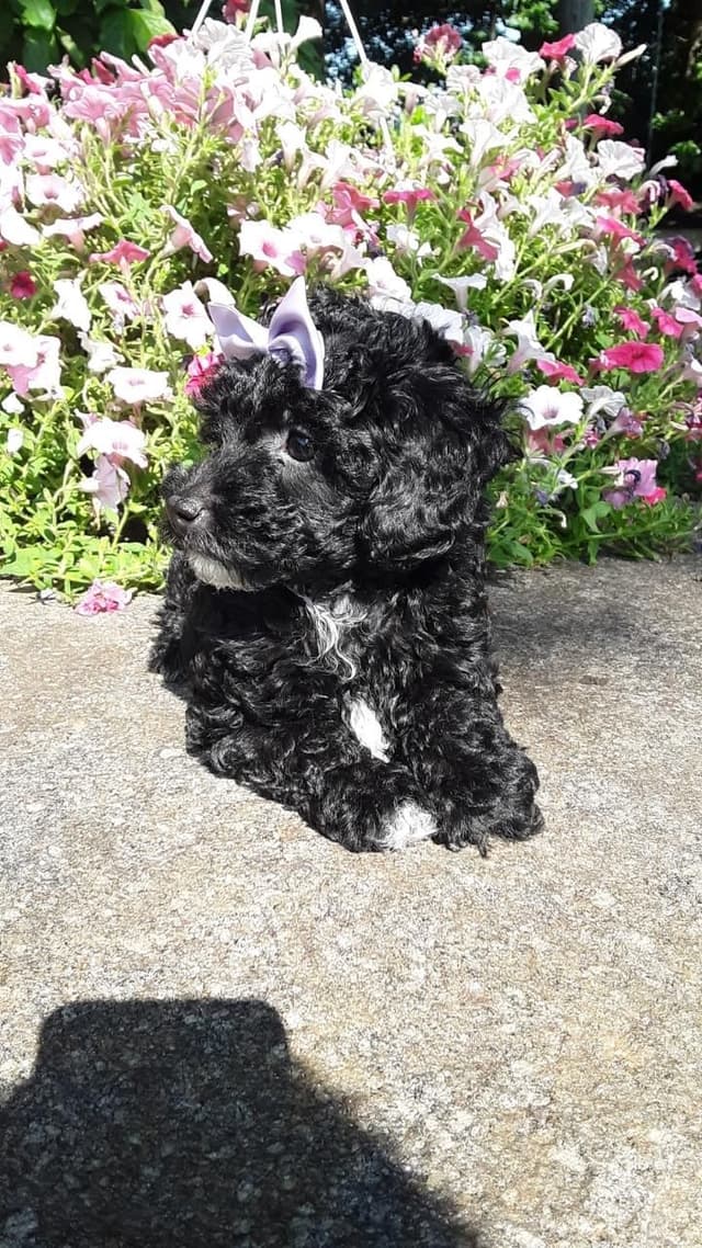 Beautiful Small Miniature Poodle Puppies media 30
