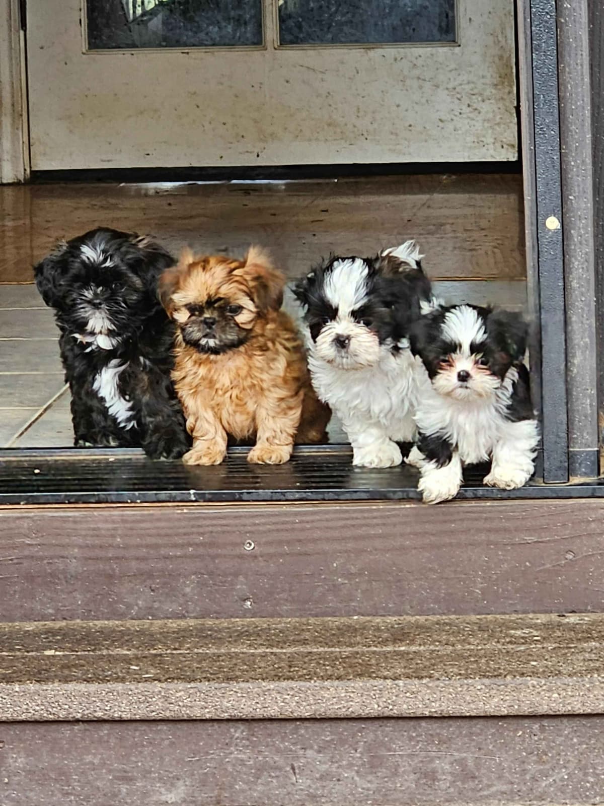 Shih Tzu Puppies breeder image 1