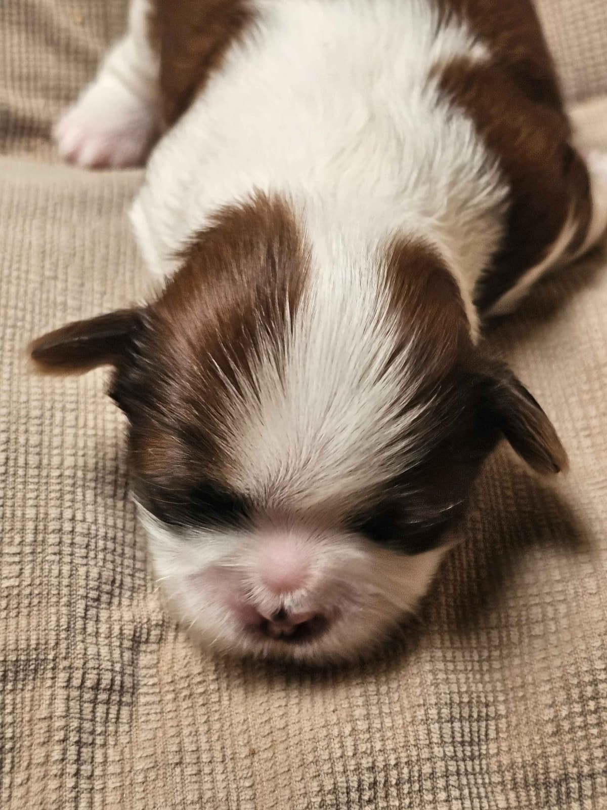 Shih Tzu Puppies breeder image 3