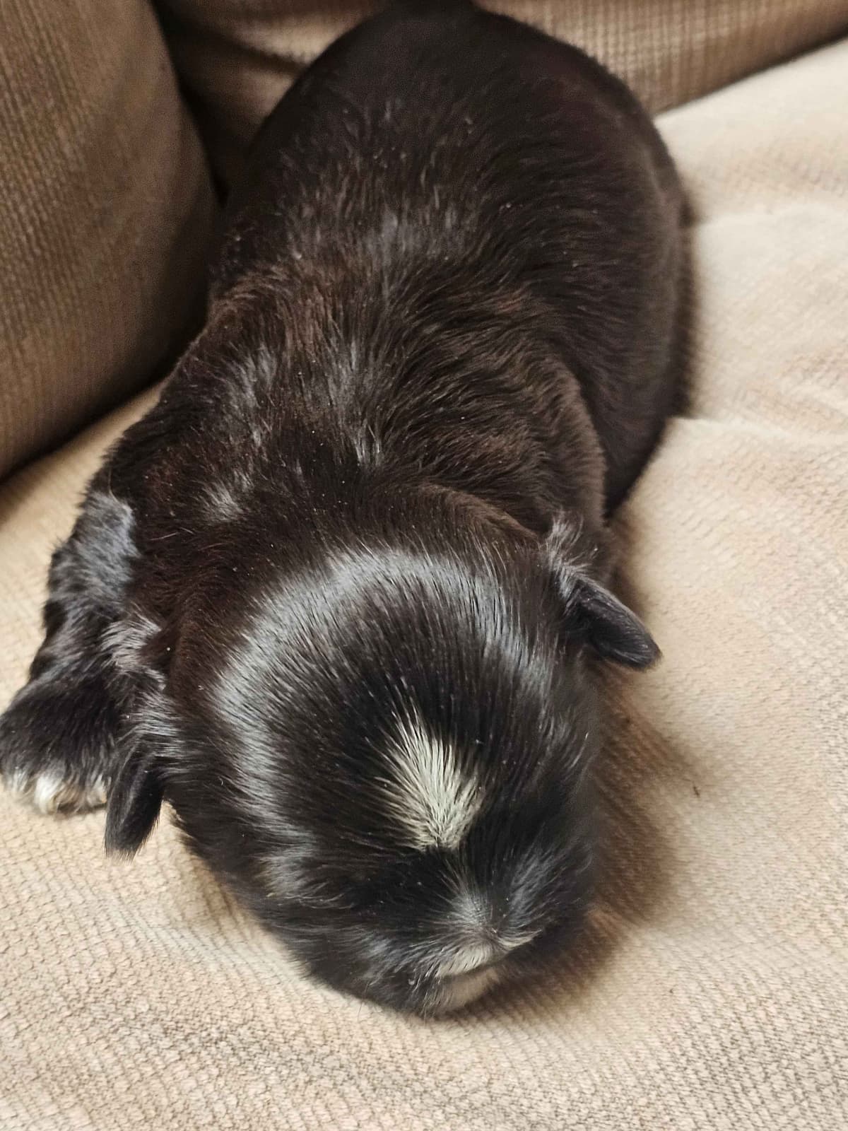 Shih Tzu Puppies breeder image 4