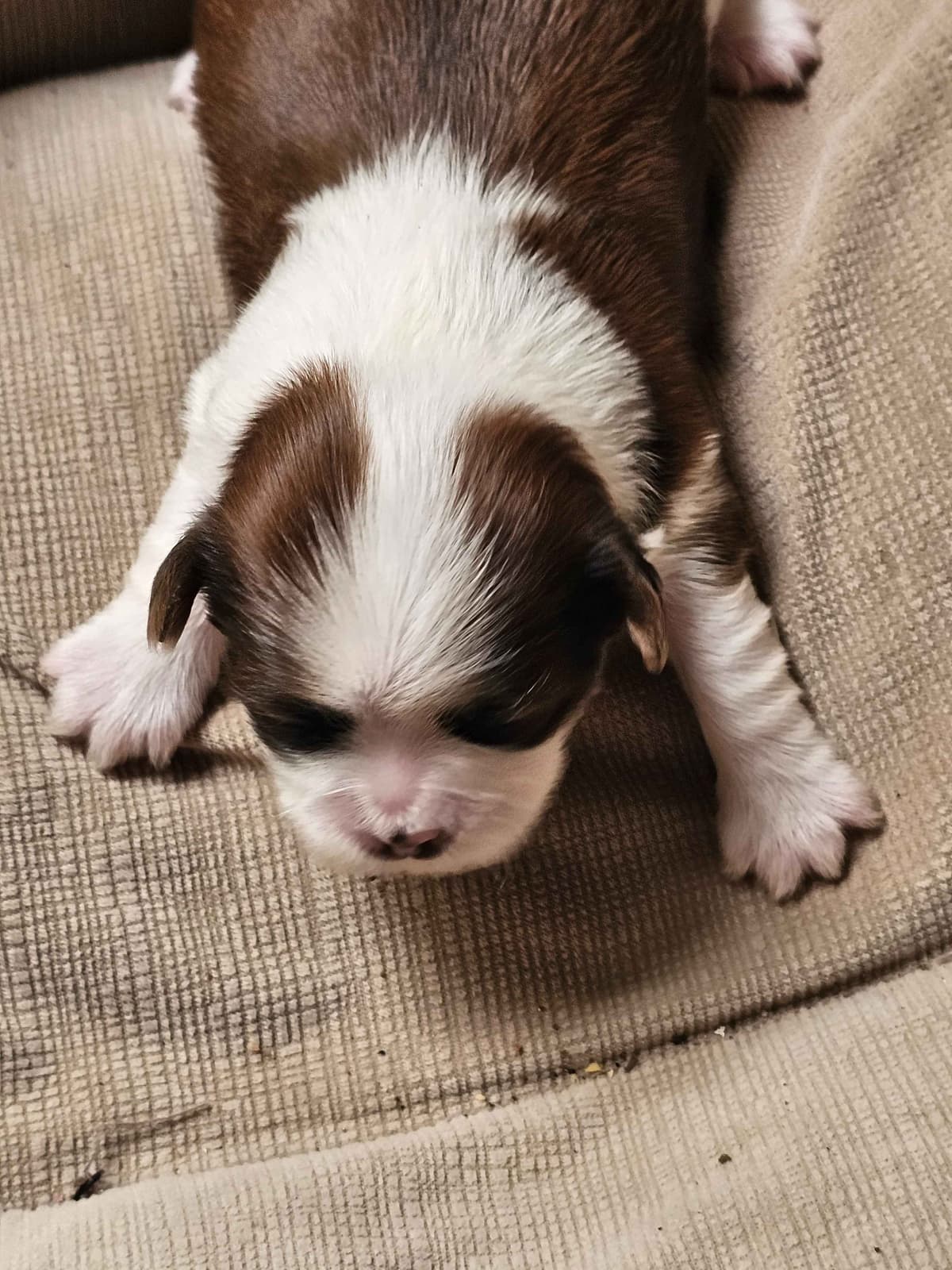 Shih Tzu Puppies breeder image 5