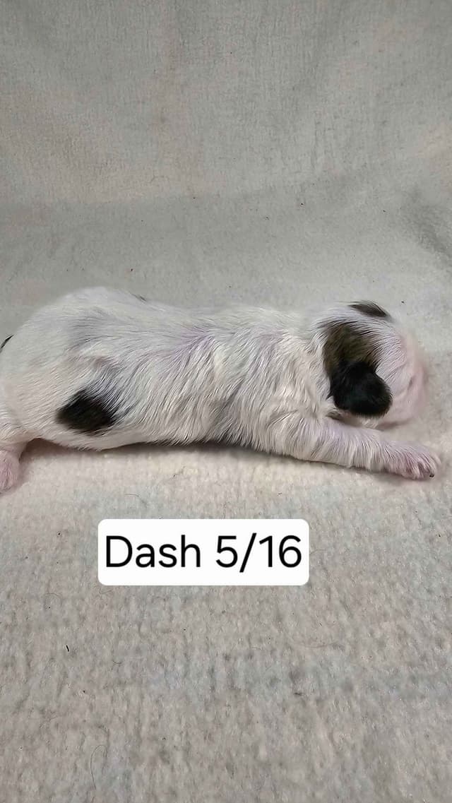 Shih Tzu Puppies media 2