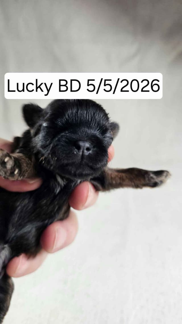 Shih Tzu Puppies media 4