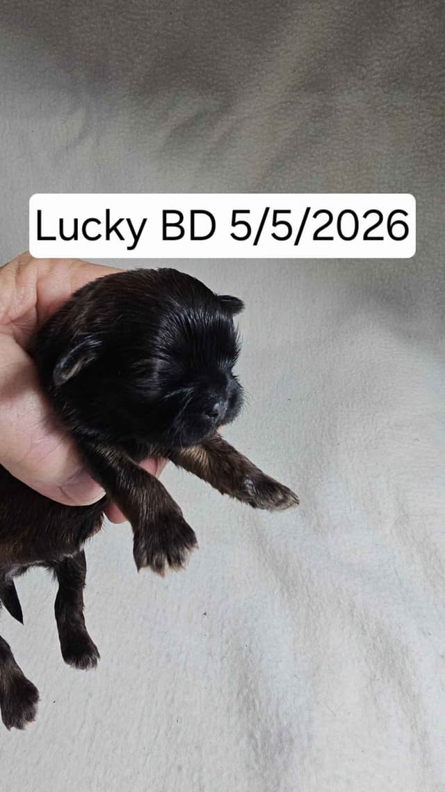 Shih Tzu Puppies media 5