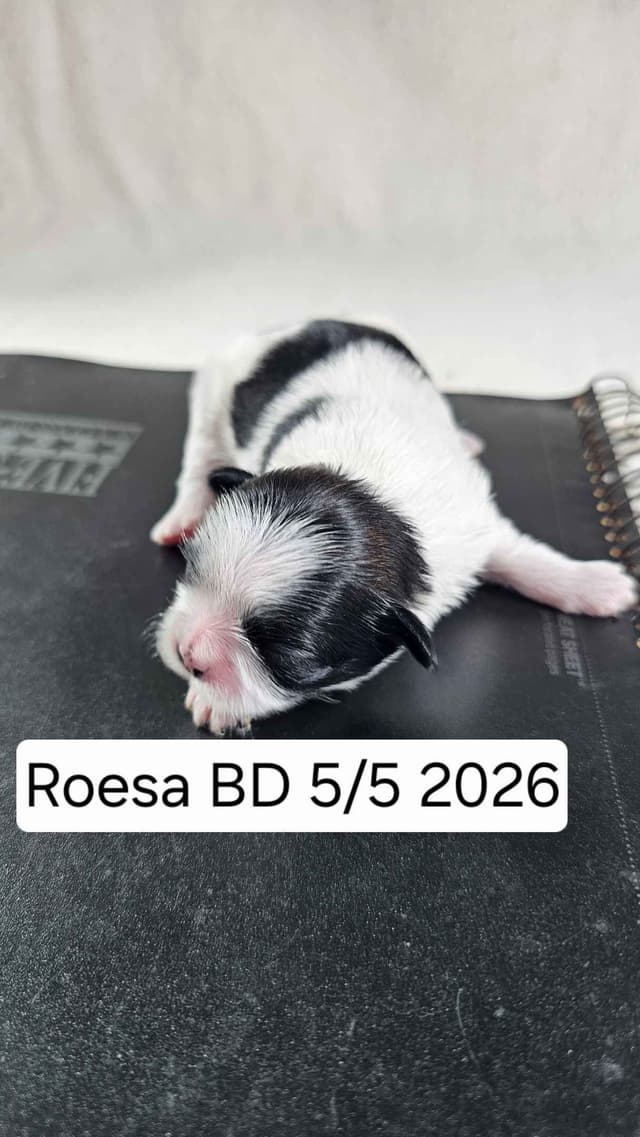 Shih Tzu Puppies media 8