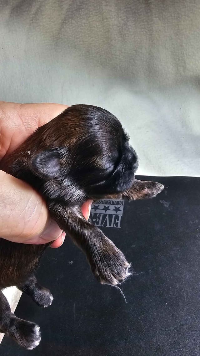 Shih Tzu Puppies media 7
