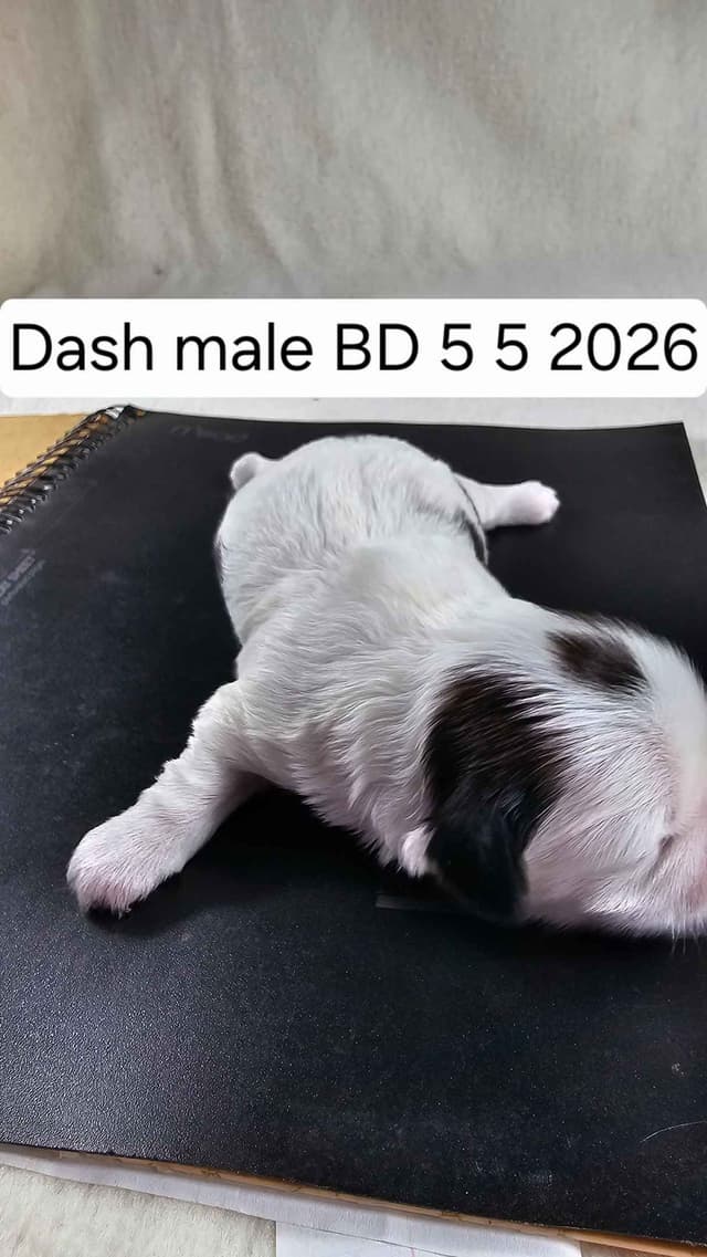 Shih Tzu Puppies media 9