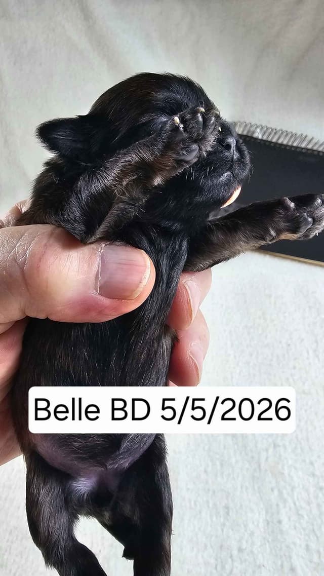 Shih Tzu Puppies media 10