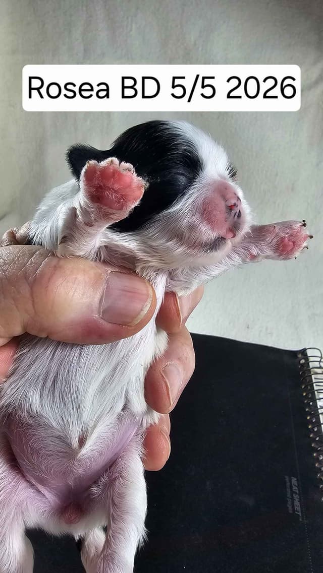 Shih Tzu Puppies media 12